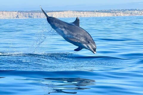 Excursión en grupo pequeño de la Expedición Dolphin con Biólogo de Lagoa