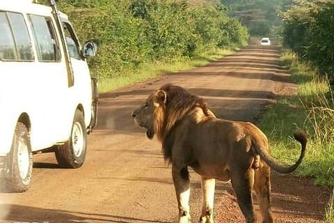 Bomas of Kenya Shared Tour with Transportation