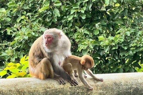 Mezza giornata per visitare Marble Mountains & Monkey Mountain con ARMY JEEP