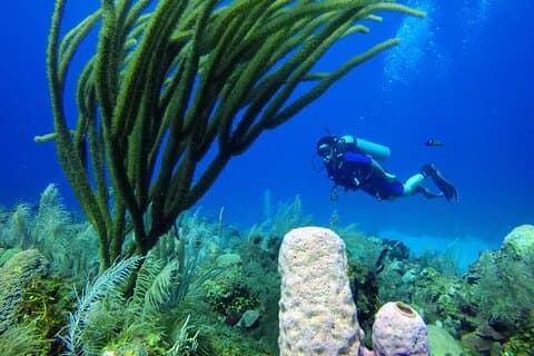 Curso de Mini Mergulho em San Andrés