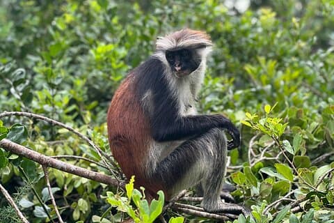 Jozani Forest ,Kuza Cave,Paje beach&the Rock Private Tour