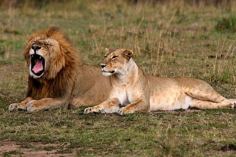 6 Tage Kenia Punda Milia Safari
