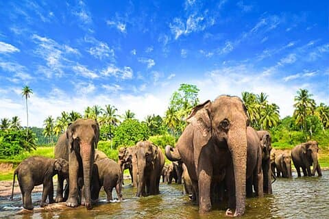 Tour Privado de 5 Días y 4 Noches en Kandy Bentota y Colombo