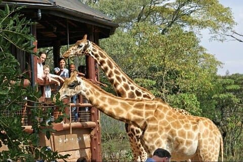 Tour di più giorni della natura e della fauna selvatica del Kenya