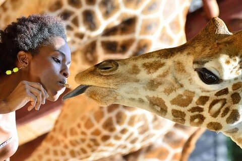 Giraffe Centre Nairobi stadsrundtur Utforska