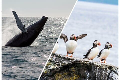 Wildlife Whale Watching og Puffin Tour i Reykjavik