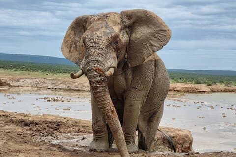 Addo Nationalpark und Kragga Kamma Pvt Wildreservat