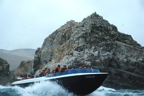 Machen Sie eine Tour zu den Palomino-Inseln und schwimmen Sie mit Seelöwen