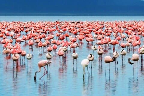 Delad 2-dagars Nairobi Lake Elementaita Tour