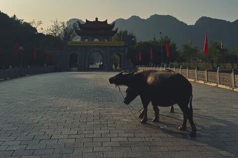 Ninh Binh dag ontsnappen uit Hanoi: Lokale leven, verbinding & verhalen