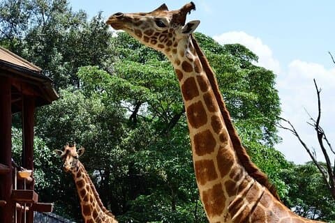 Tour di un giorno a Nairobi al Giraffe Center e al Museo Karen Blixen