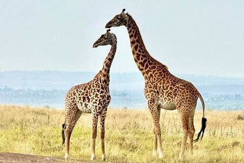 Nairobi Tour: Centro de jirafas, Kobe Beads y Museo Karen Blixen