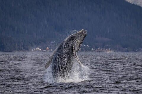 Shared Whale and Wildlife Viewing