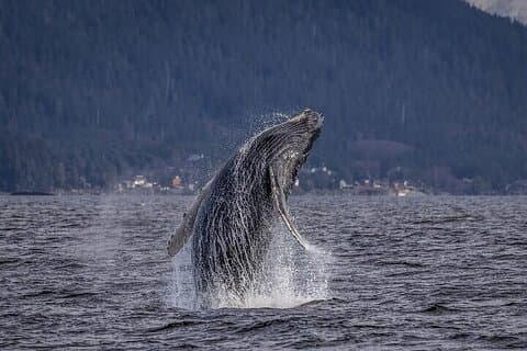Private Whale and Wildlife Viewing