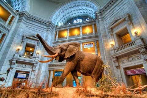 Amerikansk og naturhistorie på én dag