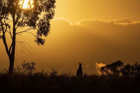 Bird watching and photography around Bathurst, Australia