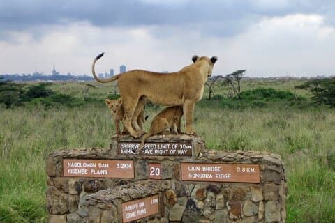 Hoteller i nærheten av Nairobi National Park Half Day Game Drive