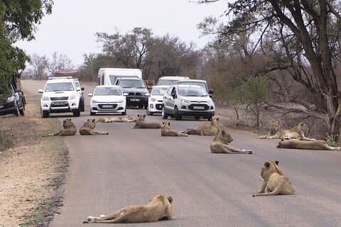 Visita guiada de medio día al Parque Nacional de Nairobi