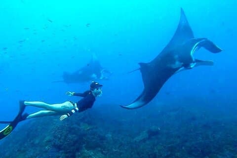 Tour todo incluido de Bali a Nusa Penida y buceo con manta