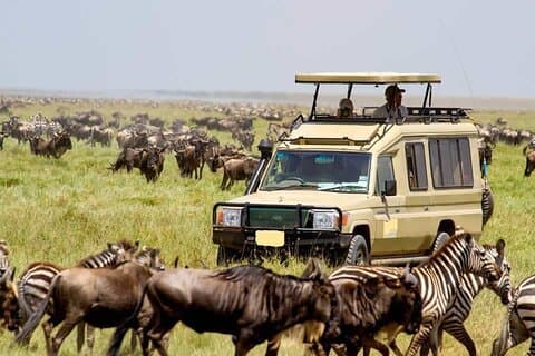 Perfect 2 - Dia Tanzânia Safari para Tarangire e Ngorongoro Tour