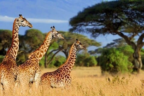 Groupe d'une journée complète rejoignant le parc national de Tsavo East depuis Mombas Habor