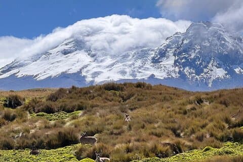 Private Excursion to Antisana Ecological Reserve