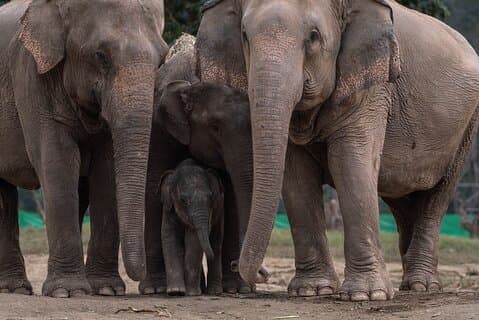 Chiang Mai Elephant Sanctuary, Bambus Rafting und Wasserfall Tour