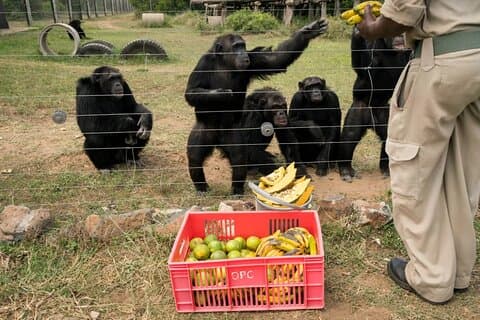 Excursion d'une journée à Ol Pejeta Conservancy and Chimpanzee Sanctuary