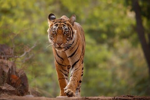 Dagstur fra Jaipur til Ranthambore Safari