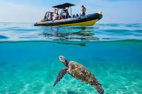 Private Turtle Canyon snorkeltur - op til 6 passagerer