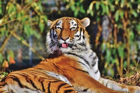 Excursion du triangle d'or de l'Inde avec les Tigres 9 jours - ALL INCLUSIVE
