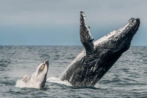 Early Morning Whale Tour: Mother & Calf in Puerto López