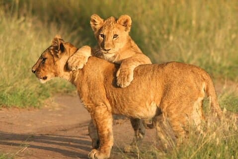 Big Five Heldagssafari på Aquila Game Reserve Kapstaden