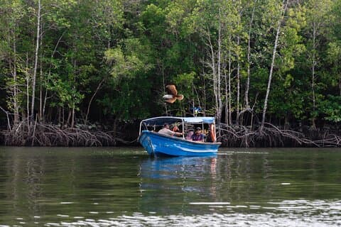 Langkawi 3 Hours Kilim River Mangrove Tour by Boat with Lunch