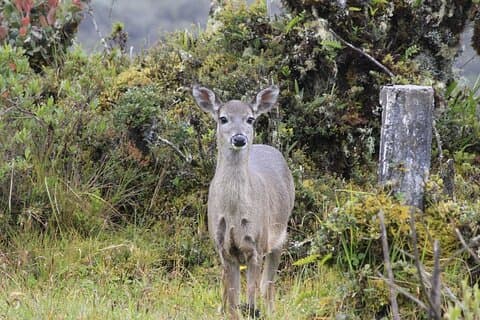 Parque Natural de Chingaza. Tour Privado com Guia e Transporte