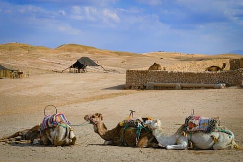 Marrakech to Agafay Sunset Camel and Quad Combo with Dinner