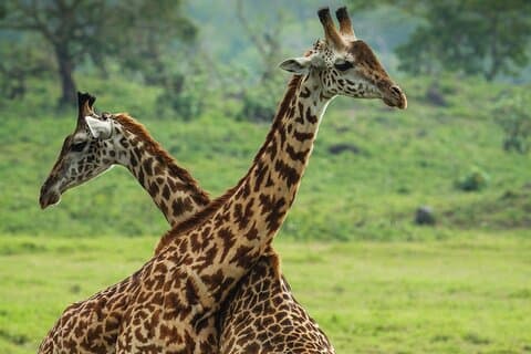 Uit Arusha:Safari 1 dagtrip naar Arusha National Park