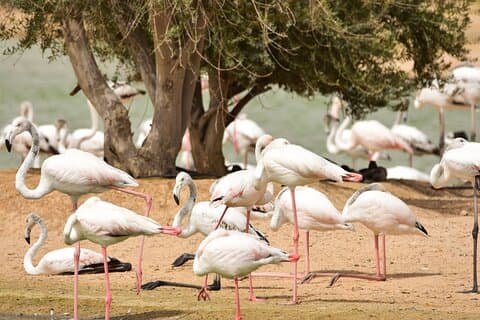 Kärlek & Flamingo Lake Tour med middag & Live Show på Bab al Shams