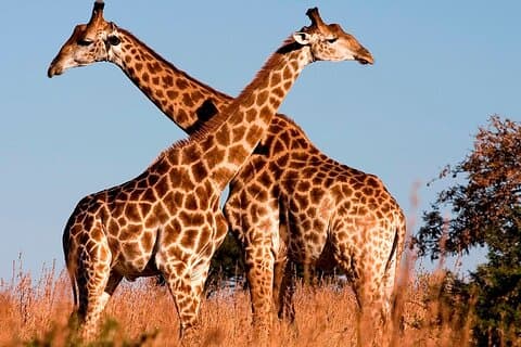 Nairobi National Park Tour with Game Drive and Transfer