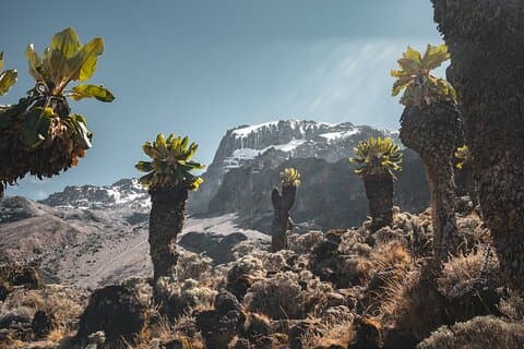 Kilimanjaro climb, Lemosho Route (8-day)