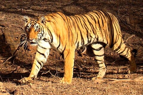Golden Triangle Tour with Ranthambore Safari from Jaipur 4-Day