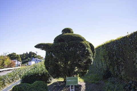Private Car Tour from Shimizu Port to Visit Kakegawa Tea Culture