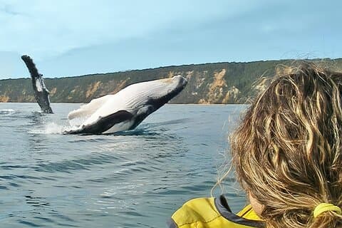 Rainbow Beach: Whale Watching Ocean Kayak Tour & Beach 4X4