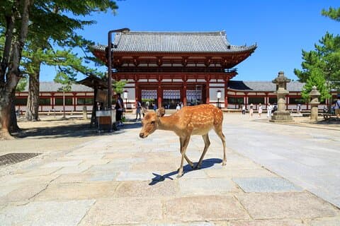 Nara: Disfruta de Highlight Of Nara en 3 horas