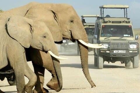 Safari di 4 giorni sul lago Nakuru e Masai Mara Lodge su jeep 4WD