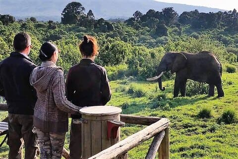 Aberdare National Park Tour From Nairobi