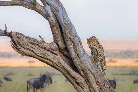 7-dagars Kenyasafari till massaj Mara, Nakurusjön och Amboseli