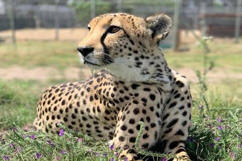Prisbelønte vinland og Cheetah Outreach helgedagstur