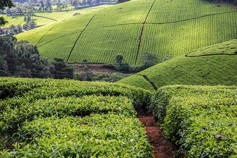 Day Tour To Kiambethu Tea Farm in Limuru