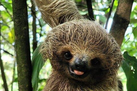 動物好きコンボ2日間：パロベルデ＆ナマケモノ発見ツアー